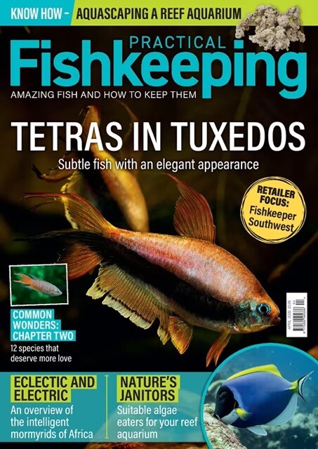 Practical-Fishkeeping---April-2026-Medium-471516207.jpeg